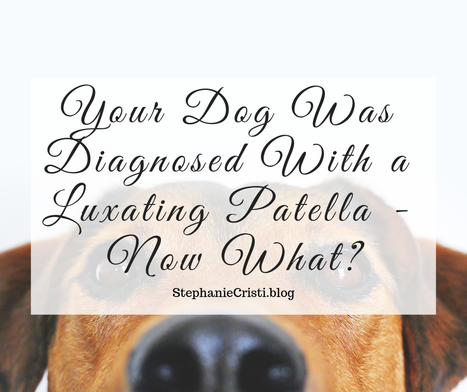 how do i know if my dog has luxating patella
